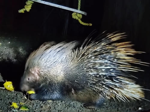 Indian Crested Porcupine