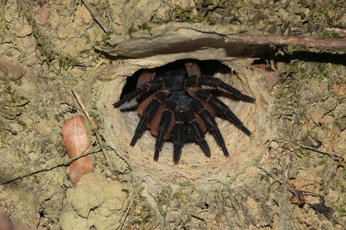 Liphistius ornatus