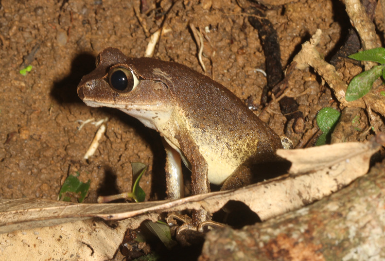 Ngoc Linh Moustache Toad