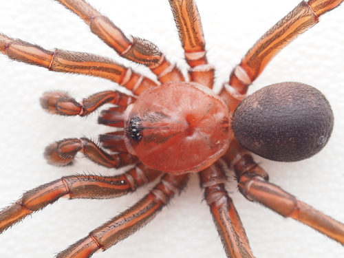 atlet perforere Ensomhed Photos of Spiny Trapdoor Spiders (Family Idiopidae) · iNaturalist