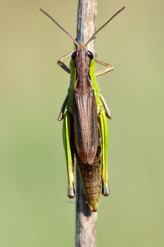 Water-meadow Grasshopper