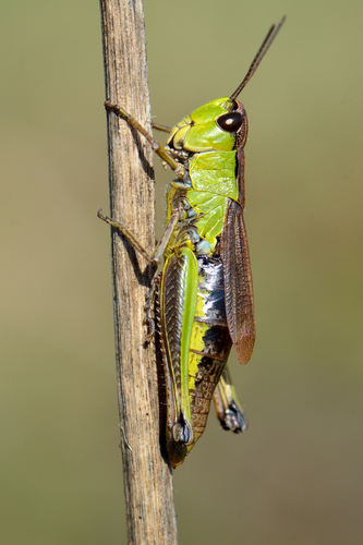 Water-meadow Grasshopper