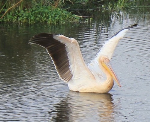 Great White Pelican