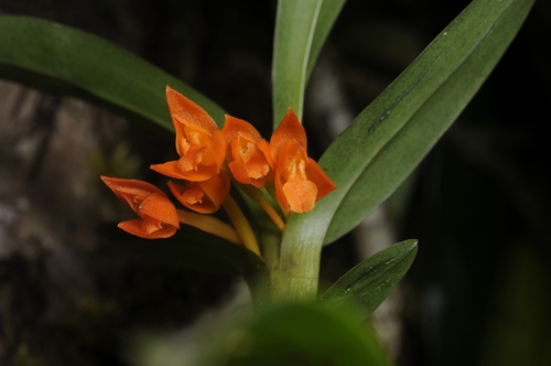 Inflexa Orchid