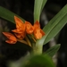 Maxillaria inflexa - Photo (c) chacled, todos los derechos reservados, subido por chacled