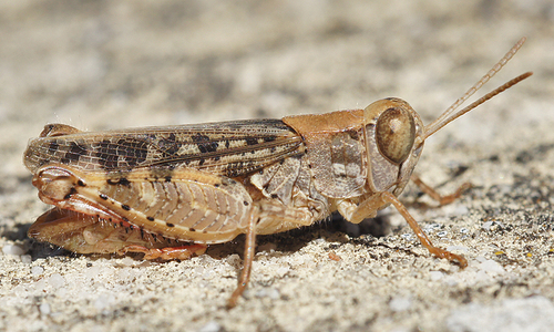 Barbary Grasshopper