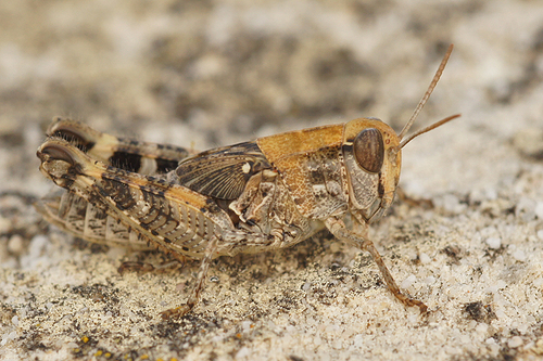 Barbary Grasshopper