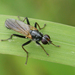 Cordilura pubera - Photo (c) Henk Wallays, todos los derechos reservados