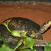 Zhou's Box Turtle - Photo (c) 天涯, all rights reserved, uploaded by 天涯