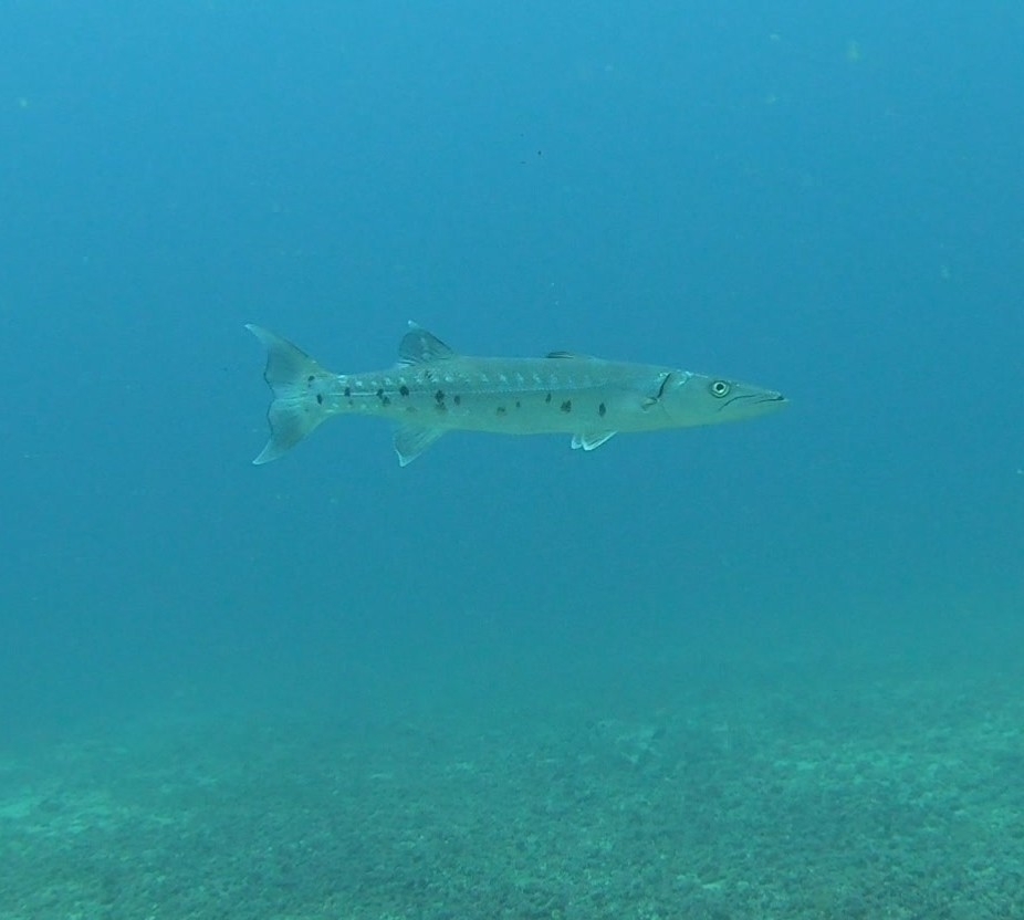 Great Barracuda