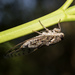East Aegean Cicada - Photo (c) Konstantinos Kalaentzis, all rights reserved, uploaded by Konstantinos Kalaentzis