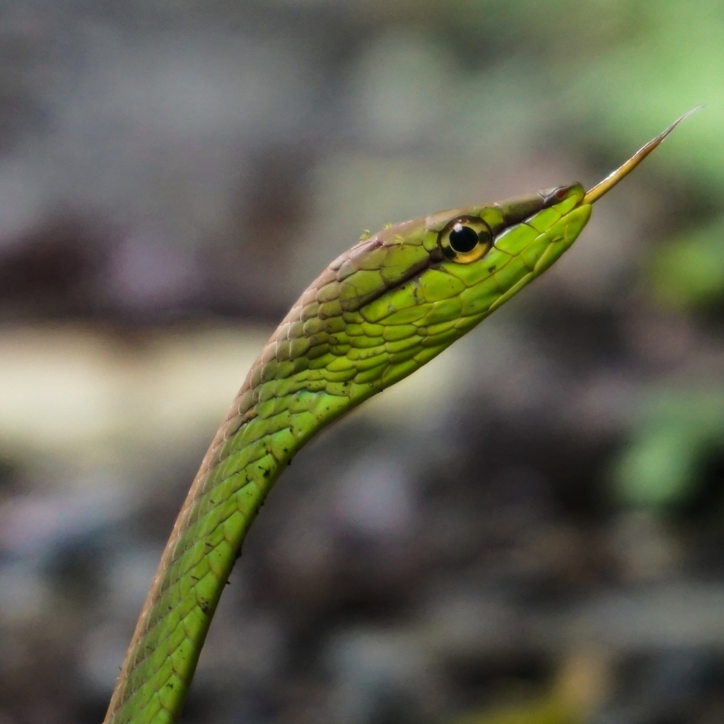 Cope's Vine Snake from 8898+RXQ, Piñas, Ecuador on April 21, 2021 by ...