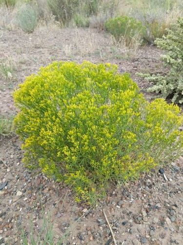iNaturalist observation 2021-08-10