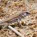 Cape Region Whiptail - Photo (c) Bill Levine, all rights reserved, uploaded by Bill Levine