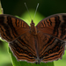 Aurivillius’ Brown Pansy - Photo (c) Rogério Ferreira, all rights reserved, uploaded by Rogério Ferreira