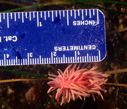 Hopkins' Rose Nudibranch