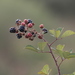Rubus ulmifolius - Photo (c) Hildebrand Salvat, כל הזכויות שמורות, הועלה על ידי Hildebrand Salvat