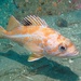 Canary Rockfish - Photo (c) Andrew Harmer, all rights reserved, uploaded by Andrew Harmer