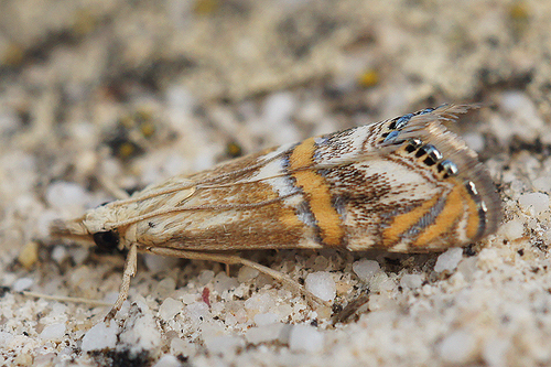 Euchromius anapiellus Zeller, 1847