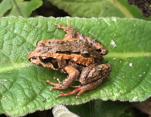 Tasmanian Froglet
