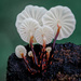 Pinwheels and Parachute Mushrooms - Photo (c) bmeade00, all rights reserved