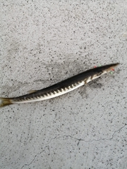 Yellowmouth barracuda
