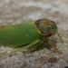 Oak Leafhopper - Photo (c) Henk Wallays, all rights reserved