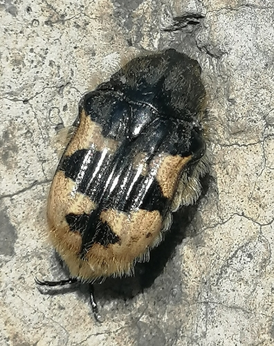 Euphoria basalis
