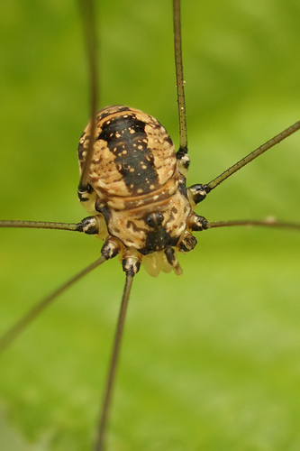 Leiobunum rotundum