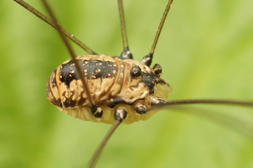 Leiobunum rotundum