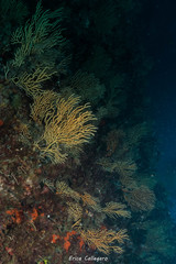 Encrusting gorgonian