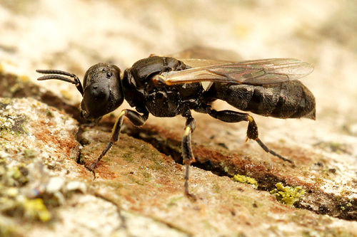 Lindenius albilabris · iNaturalist