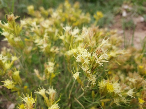 Ericameria parryi var. affinis