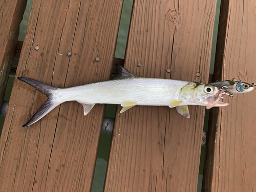 Ladyfish