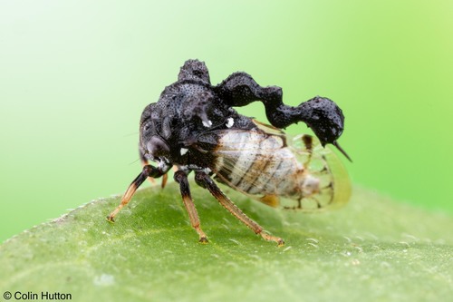 Genus Hamma · iNaturalist