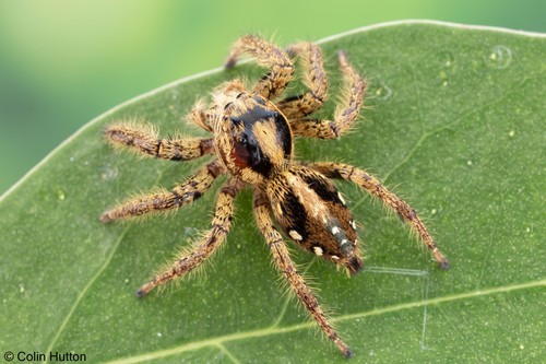 Hyllus africanus