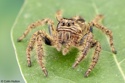 Hyllus africanus