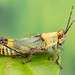 Variegated Grasshopper - Photo (c) c_hutton, all rights reserved, uploaded by c_hutton
