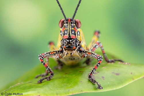 Variegated grasshopper