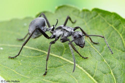 Militaris-group Spiny Sugar Ants
