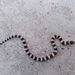 Mosauer’s Ground Snake - Photo (c) Selene Gonzalez, all rights reserved, uploaded by Selene Gonzalez