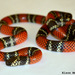 Santander Coralsnake - Photo (c) Elson Meneses Pelayo, all rights reserved, uploaded by Elson Meneses Pelayo