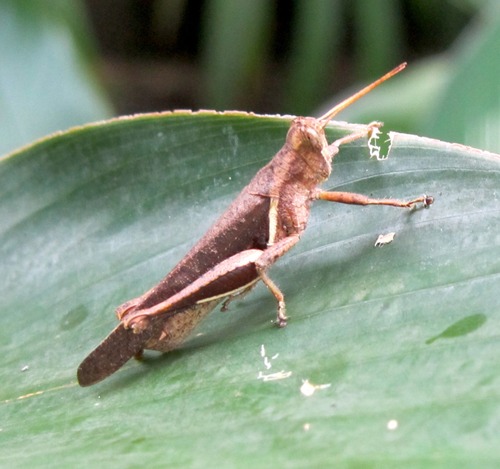 Acrididae image