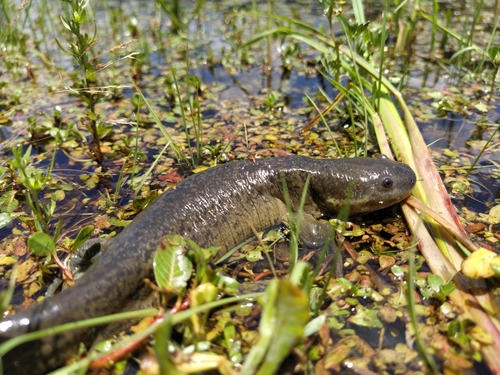 Granular Salamander