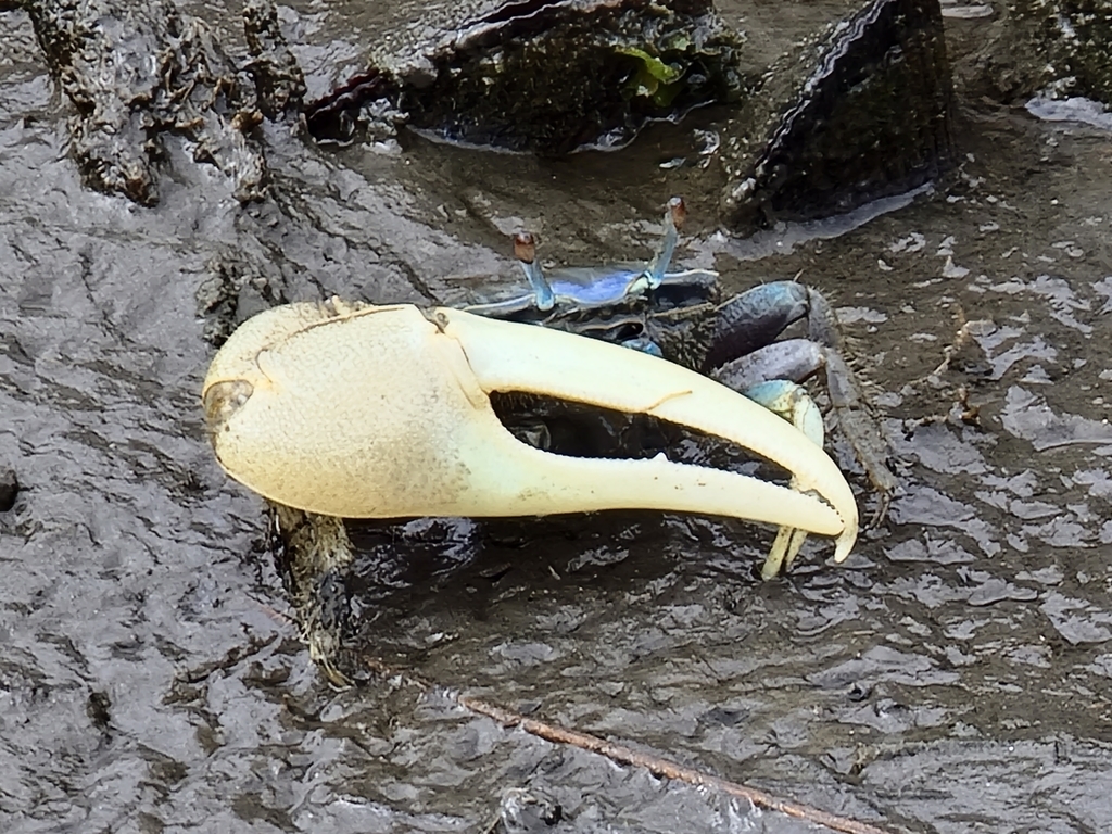 mud-fiddler-crab-from-tiverton-ri-02878-usa-on-august-10-2021-at-04