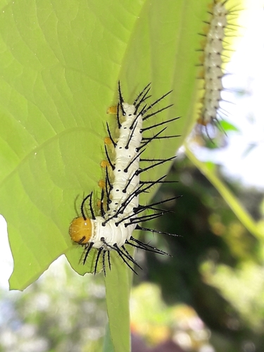 Tiger Longwing