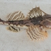 Myoxocephalus octodecemspinosus - Photo (c) William Dulac, todos los derechos reservados, subido por William Dulac