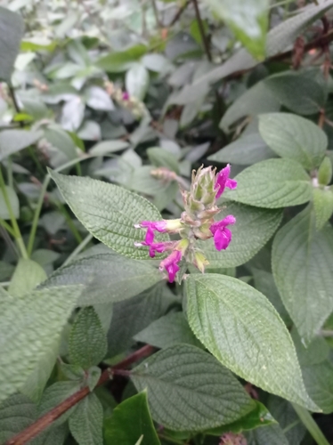 Pamplonita Sage (Salvia pamplonitana)