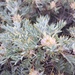 Astragalus microcephalus - Photo (c) mustafa gökmen, todos los derechos reservados, subido por mustafa gökmen