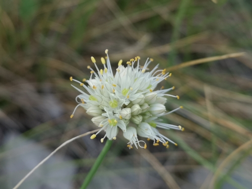 Allium horvatii